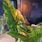 Alocasia Simpo aurea corms