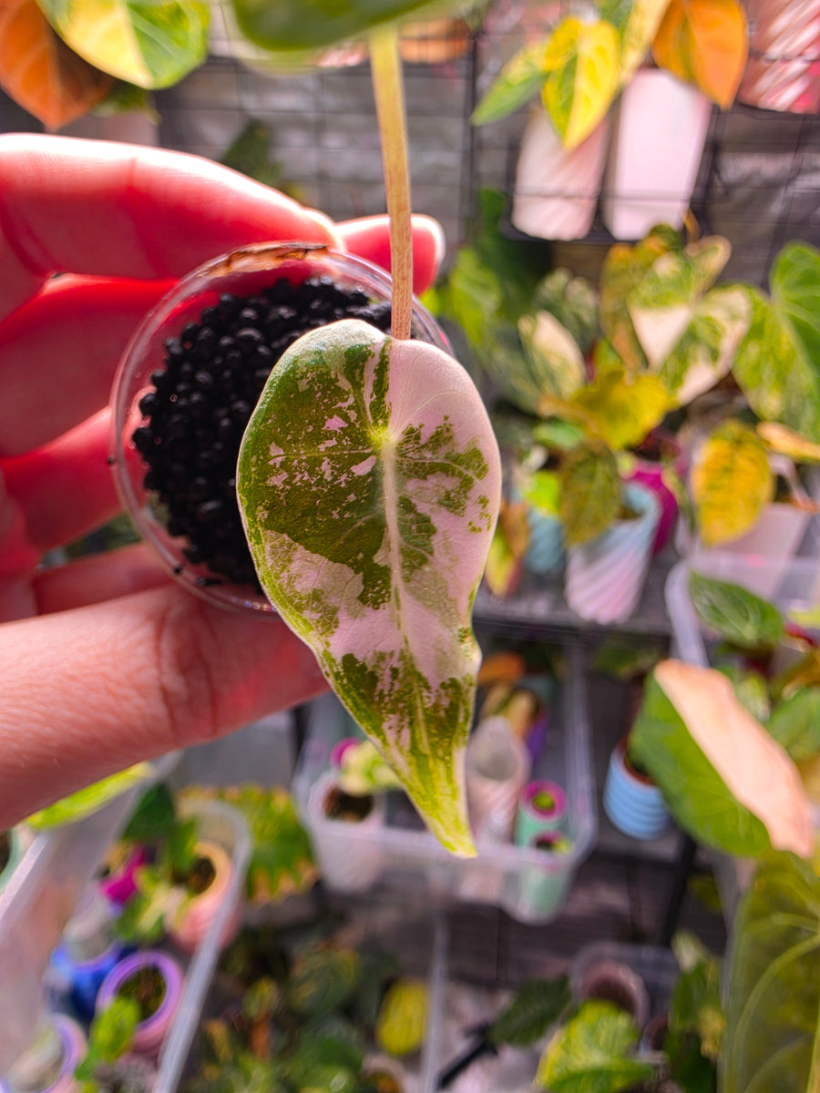 Alocasia longiloba 'Black Satun' Pink