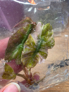 Alocasia Venom Pink TC Pre-Order | High Grade Variegated Collector Alocasia