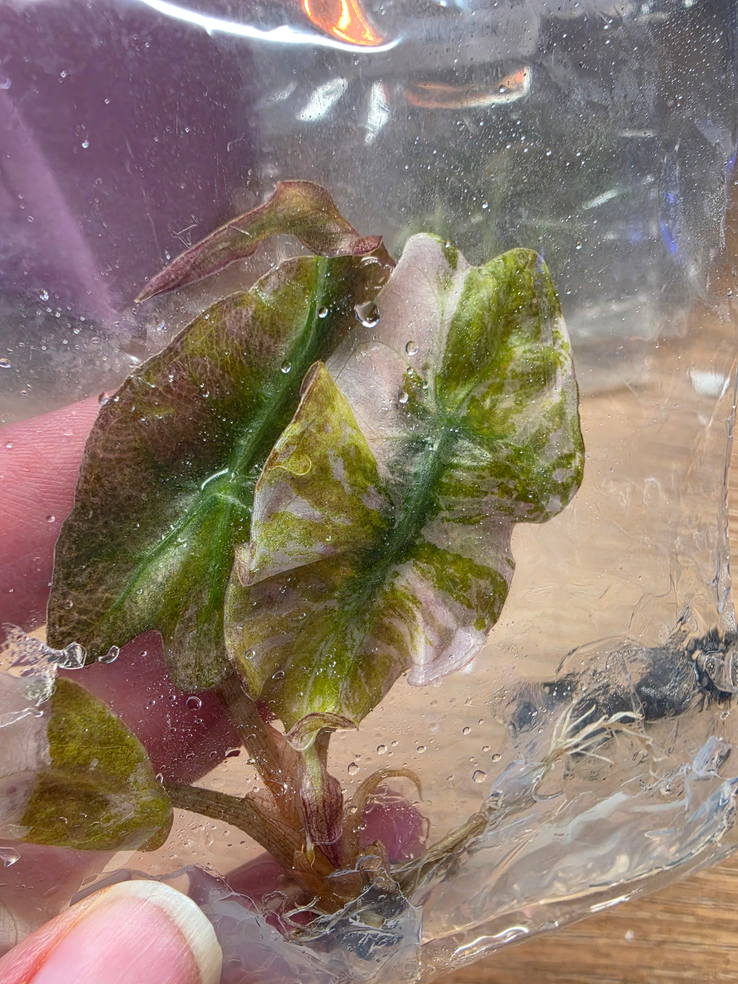 Alocasia Venom Pink TC Pre-Order | High Grade Variegated Collector Alocasia