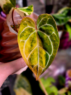 Anthurium (Crystallinum x Angela) x (Forgetii x Crystallinum) Clone | Velvet Collector Hybrid