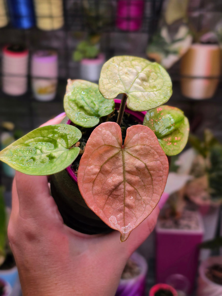 Anthurium Luxurians × Forgetii | Velvet Hybrid