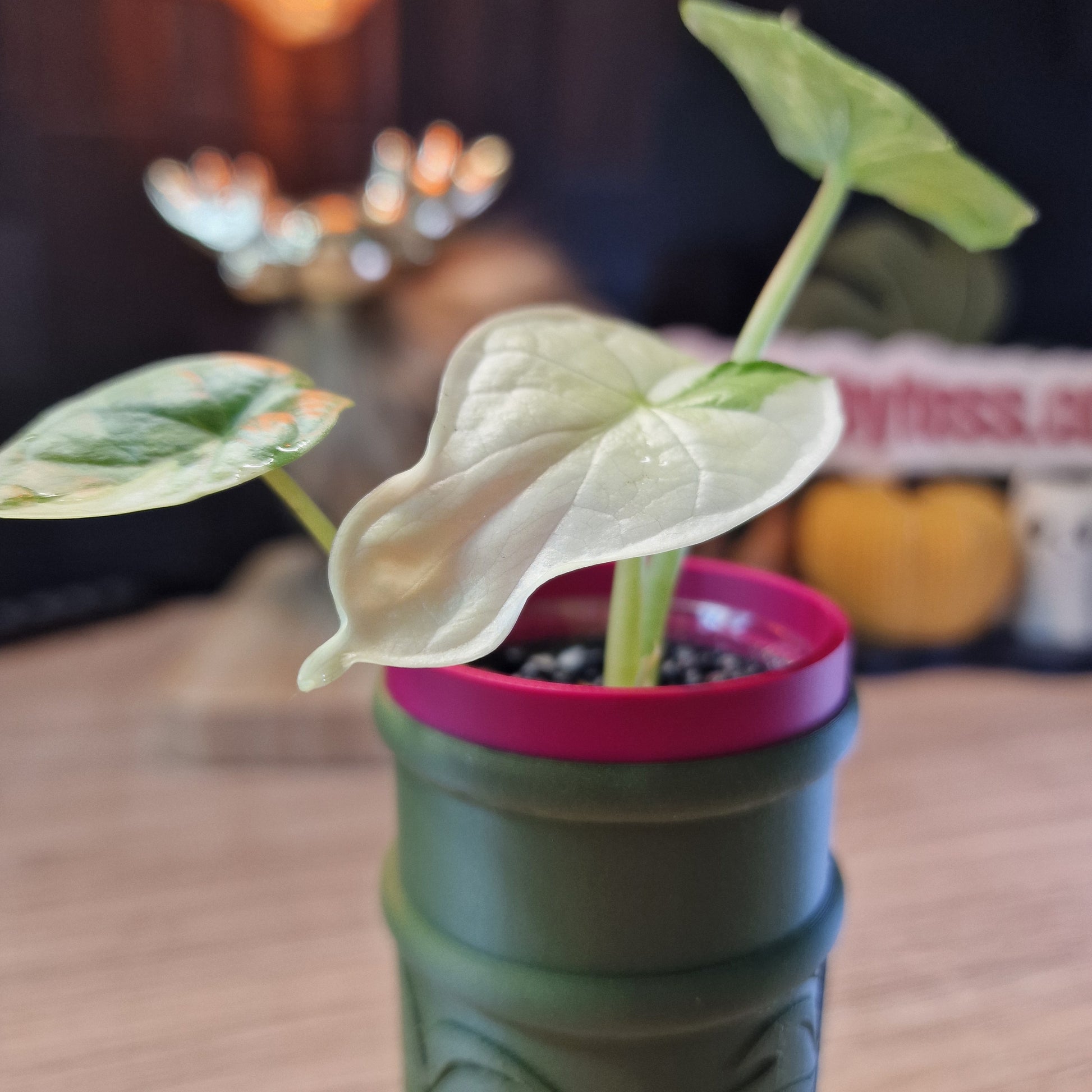 Alocasia Dragon Scale albo
