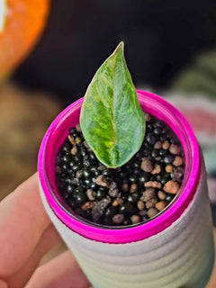 Alocasia Metallic Blue Aurea corm grown baby | Golden Variegated Rare