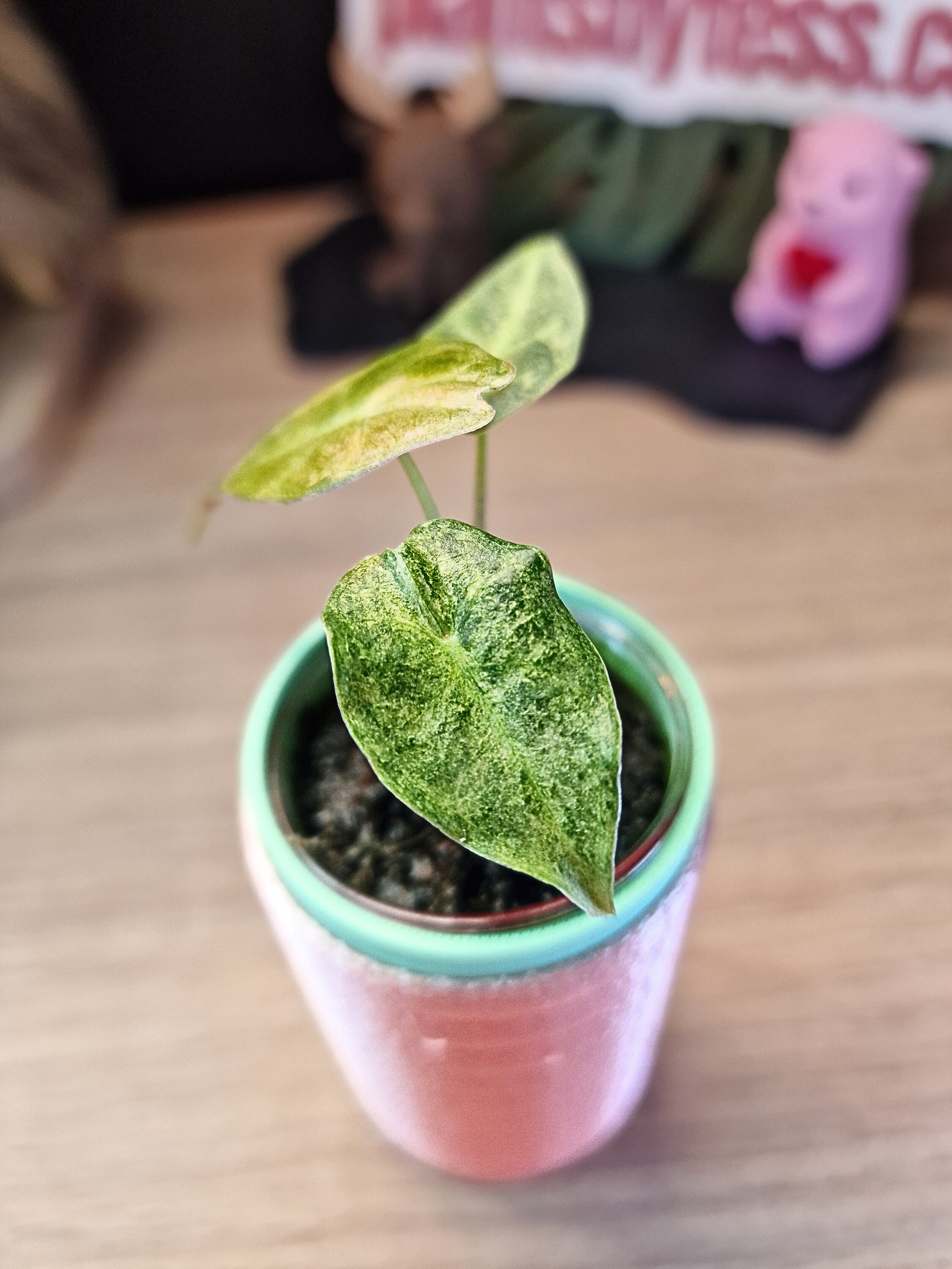 Alocasia Black Satun Stardust #15