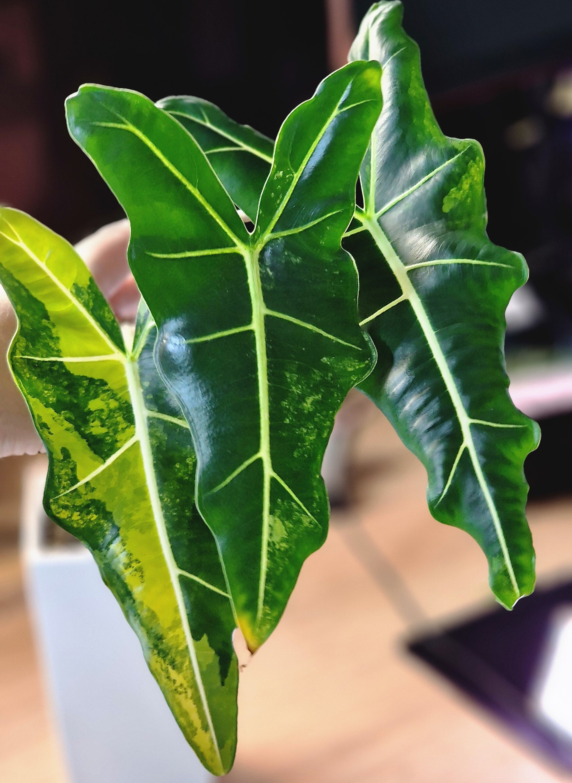 Alocasia Sarian aurea corm