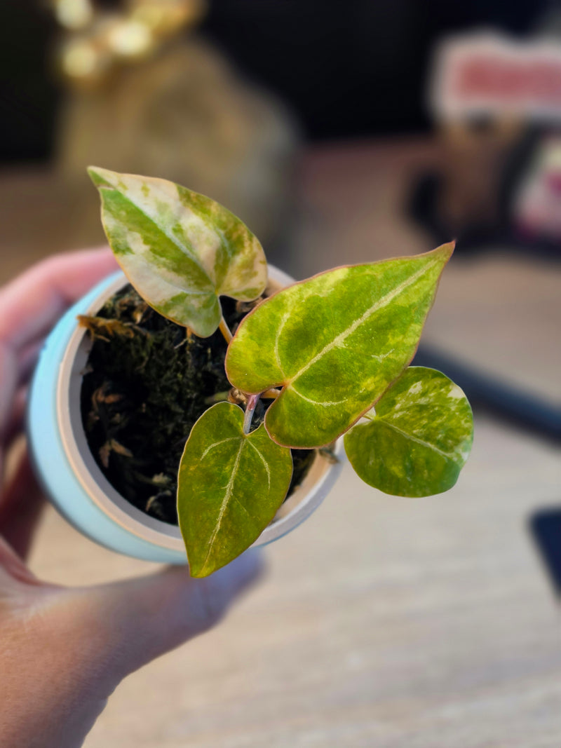 Anthurium (magnificum × magnificum) × papillilaminum