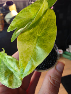 Alocasia Venusta Aurea | Rare Yellow Variegated Collector Alocasia