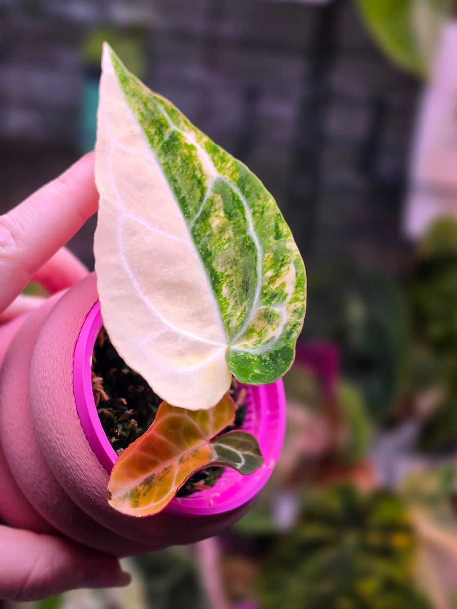 Anthurium (Crystallinum × Angela) × (Forgetii × Crystallinum) | High Variegated Clone of Iris
