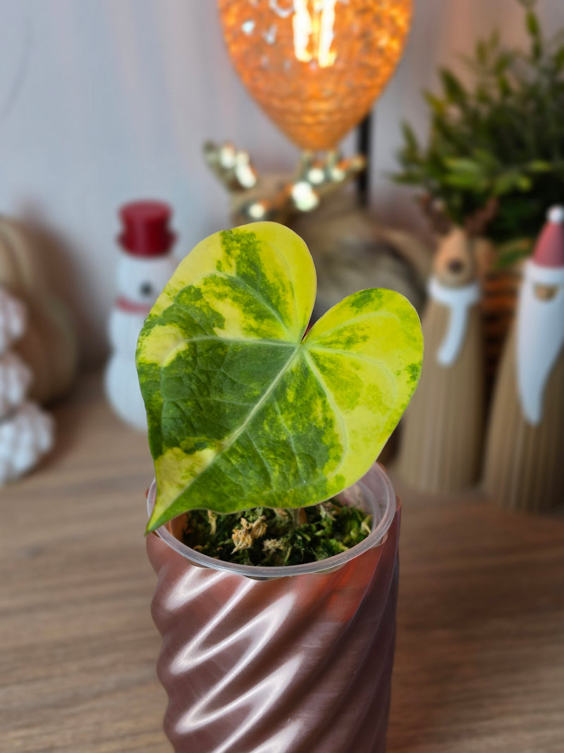 Anthurium (Clarinervium × Papillilaminum) × (RVDP × Clarinervium) | High Variegated Clone, 1 Leaf