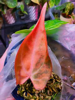Anthurium (Supermassive × Warocqueanum) × Papillilaminum | Pink Variegated Collector Clone