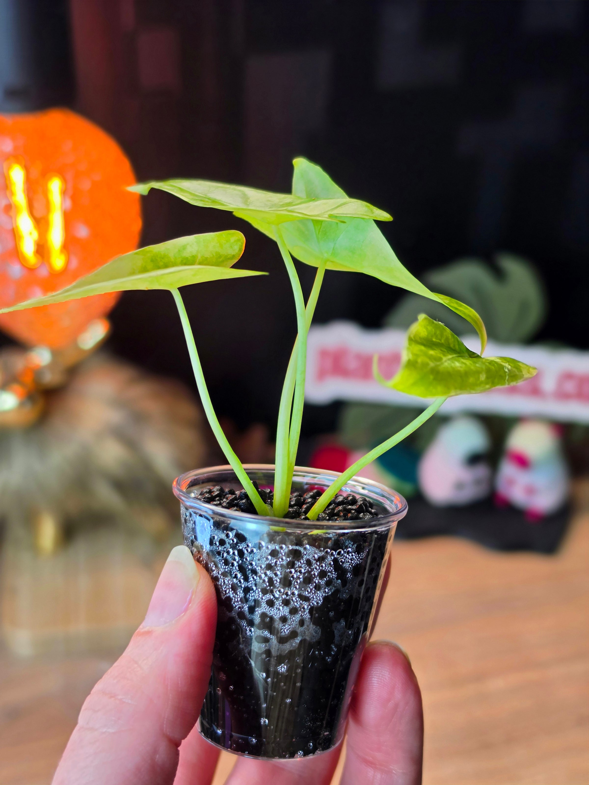 Alocasia Venusta Aurea | Rare Yellow Variegated Collector Alocasia