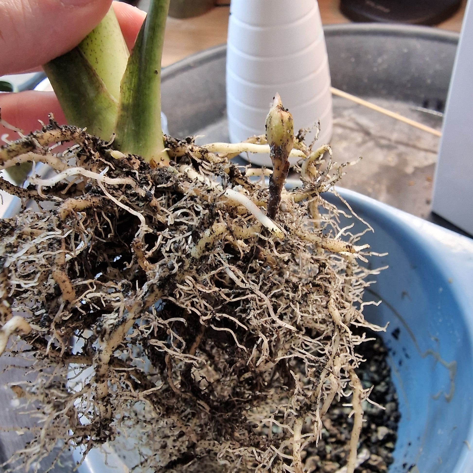 Alocasia Scabriuscula albo/pink corm