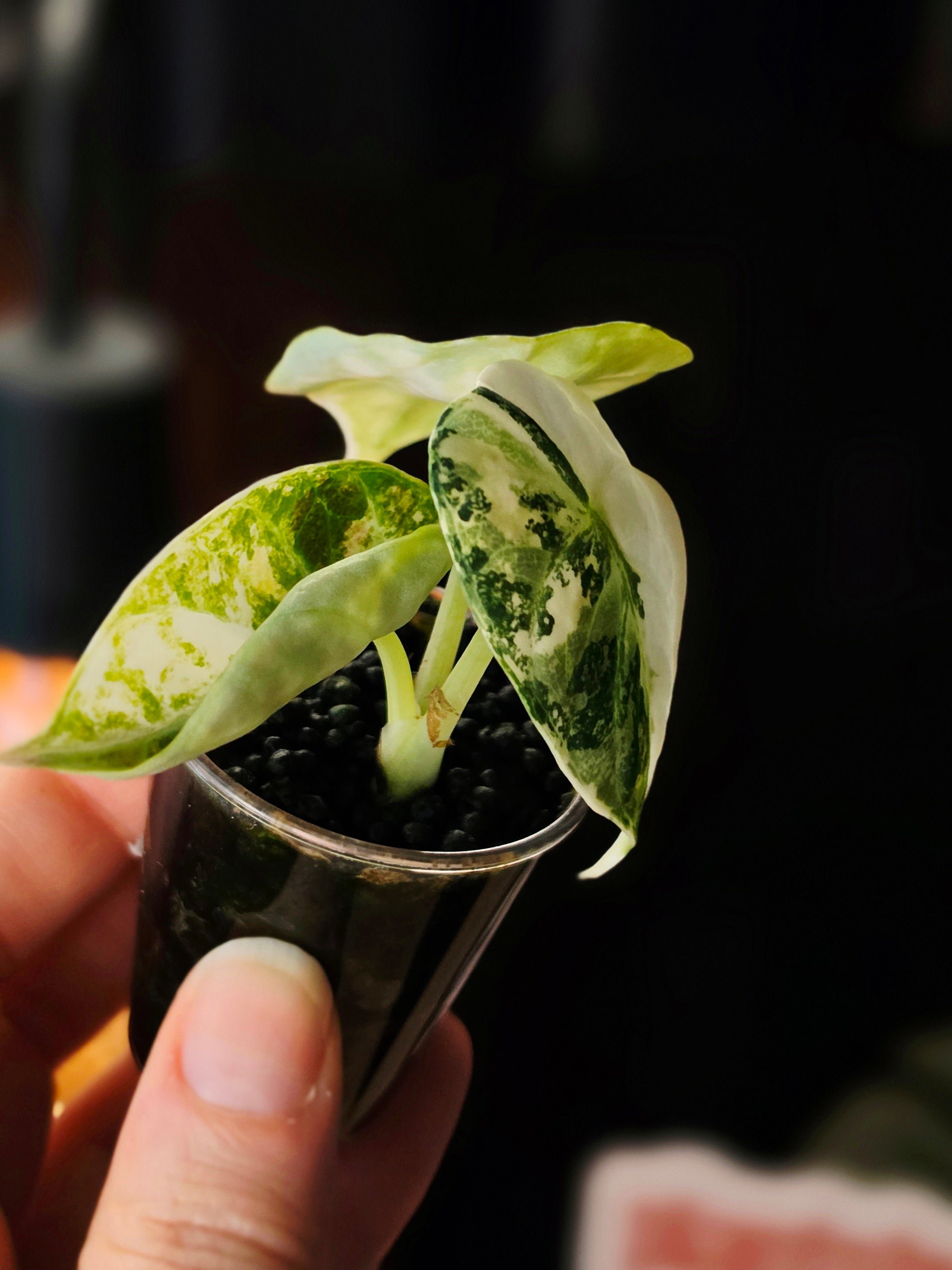 Alocasia Ninja Albo | Variegated Collector Plant
