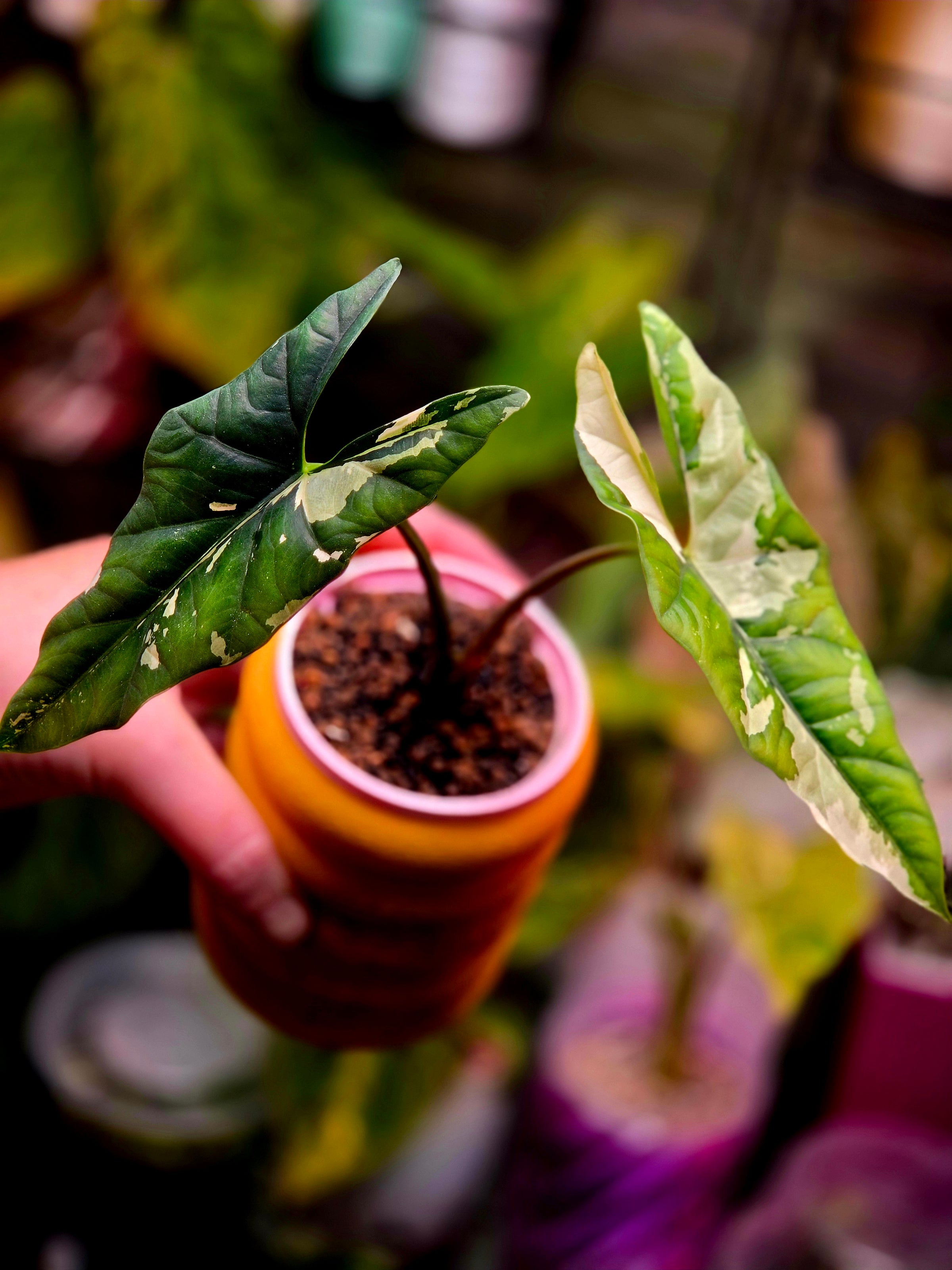Alocasia Simpo Albo | Rare White Variegated Collector Alocasia