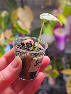 Alocasia Sarian Albo | Rare White Variegated Collector Alocasia