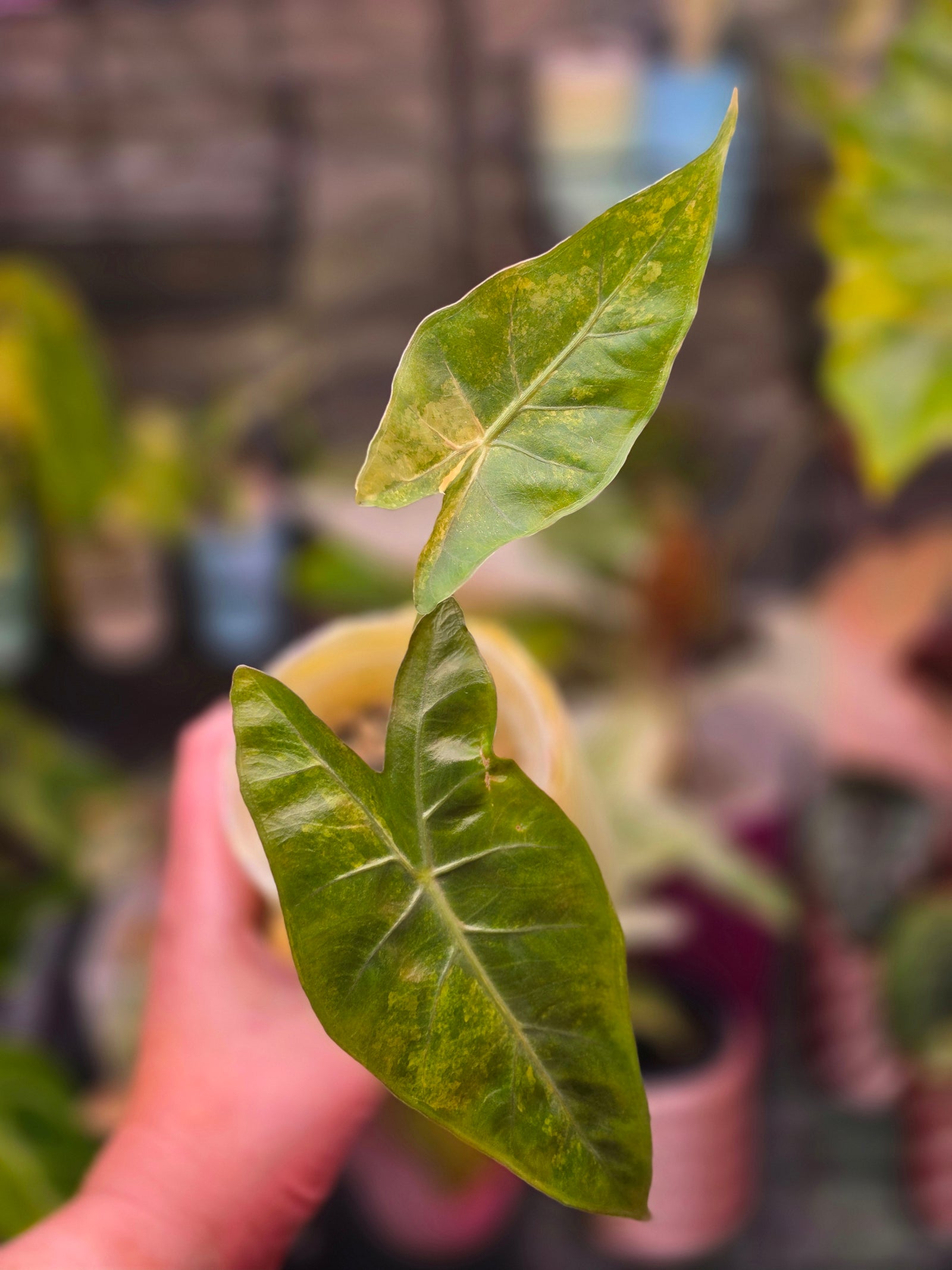 Alocasia Hybrid - Calidora × (Pink Dragon × Longiloba)