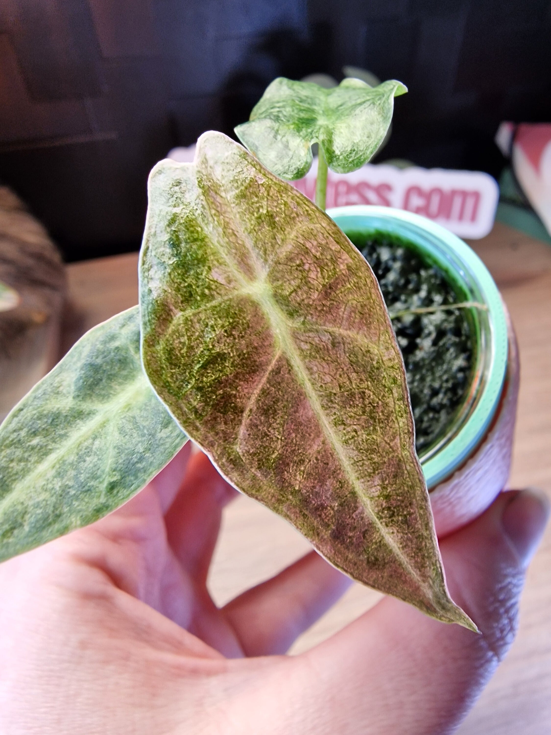 Alocasia Black Satun Stardust #15