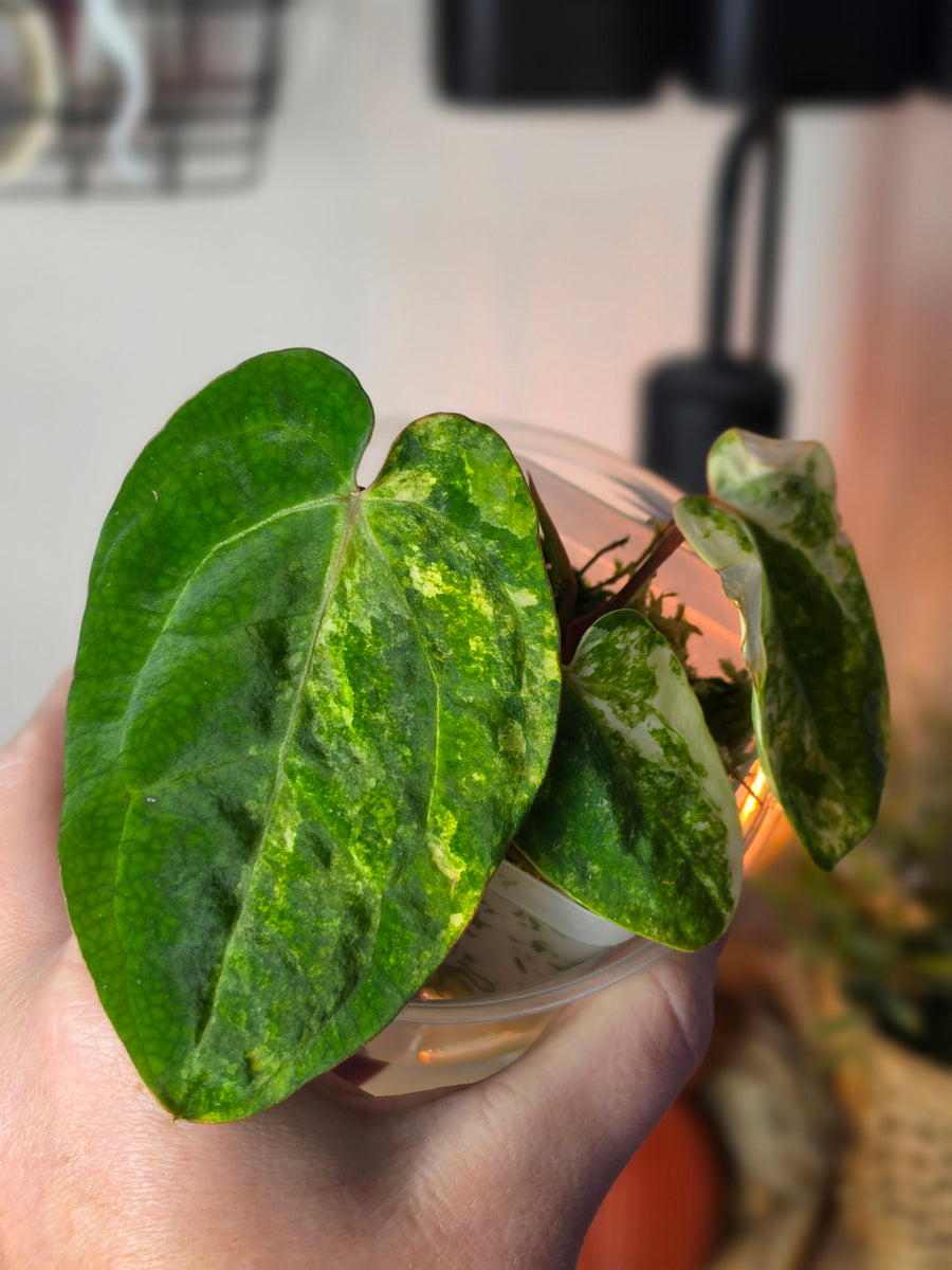 Anthurium (SKG Silver × Red Crystallinum) × (Pap Var × Carlablackiae) | Variegated Clone, 3 Leaves