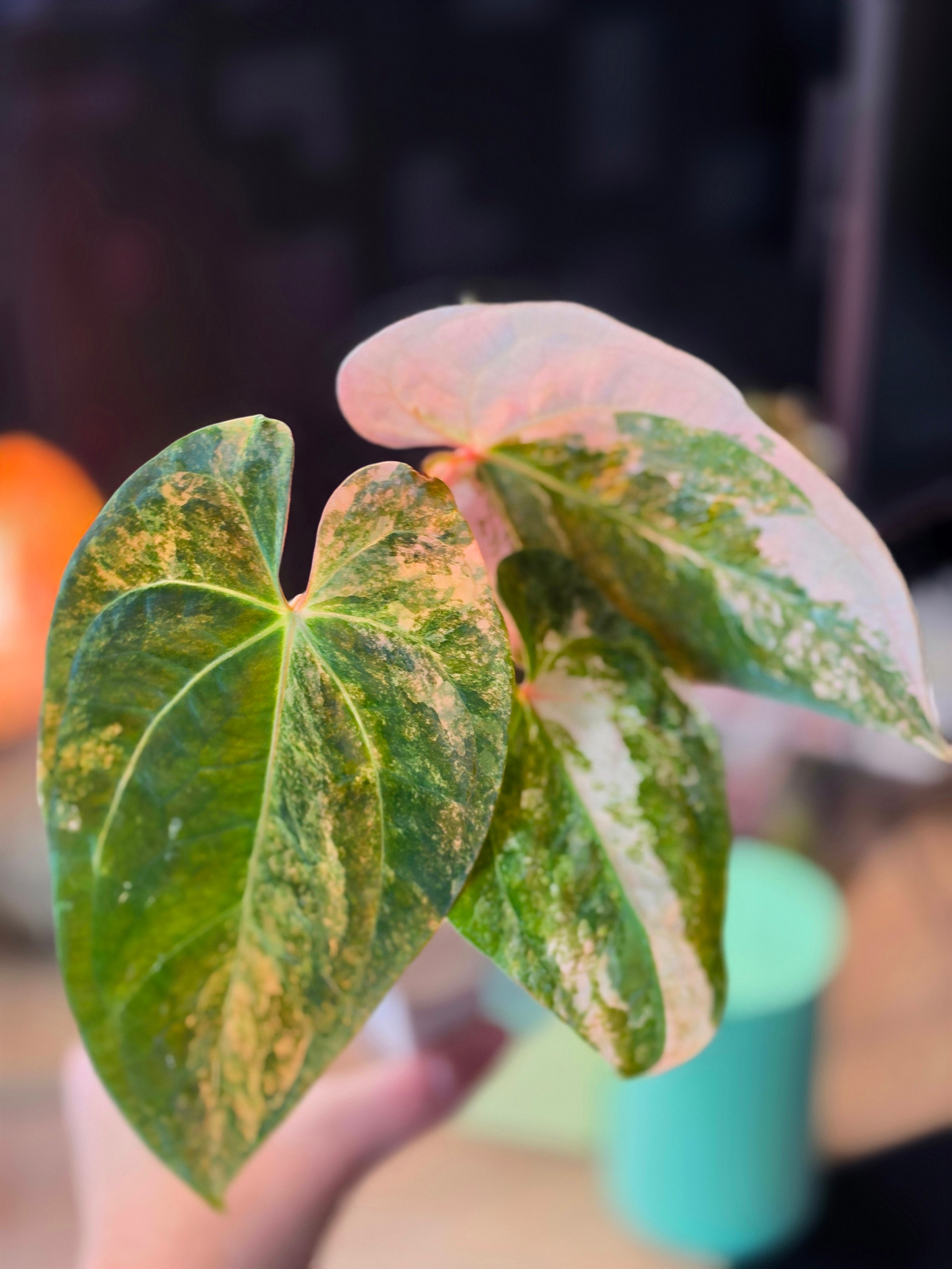 Anthurium (papillilaminum × crystallinum) × (debilis × RVDP)