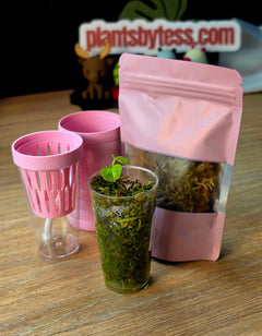 Anthurium Starter Kit | Seedling + MINI SIPS Self-Watering Setup