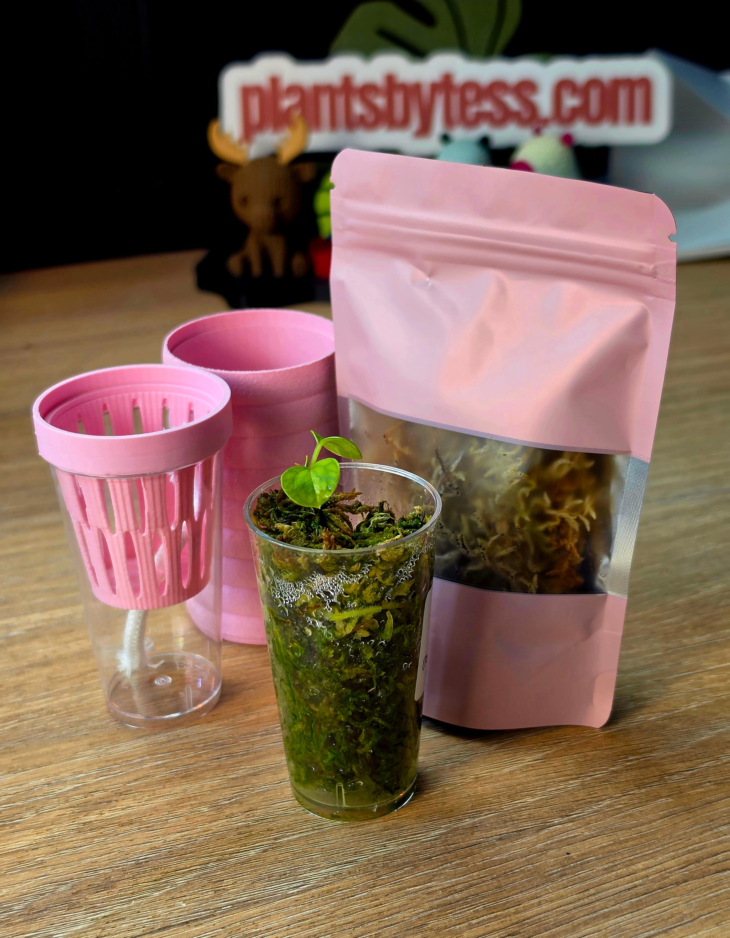 Anthurium Starter Kit | Seedling + MINI SIPS Self-Watering Setup