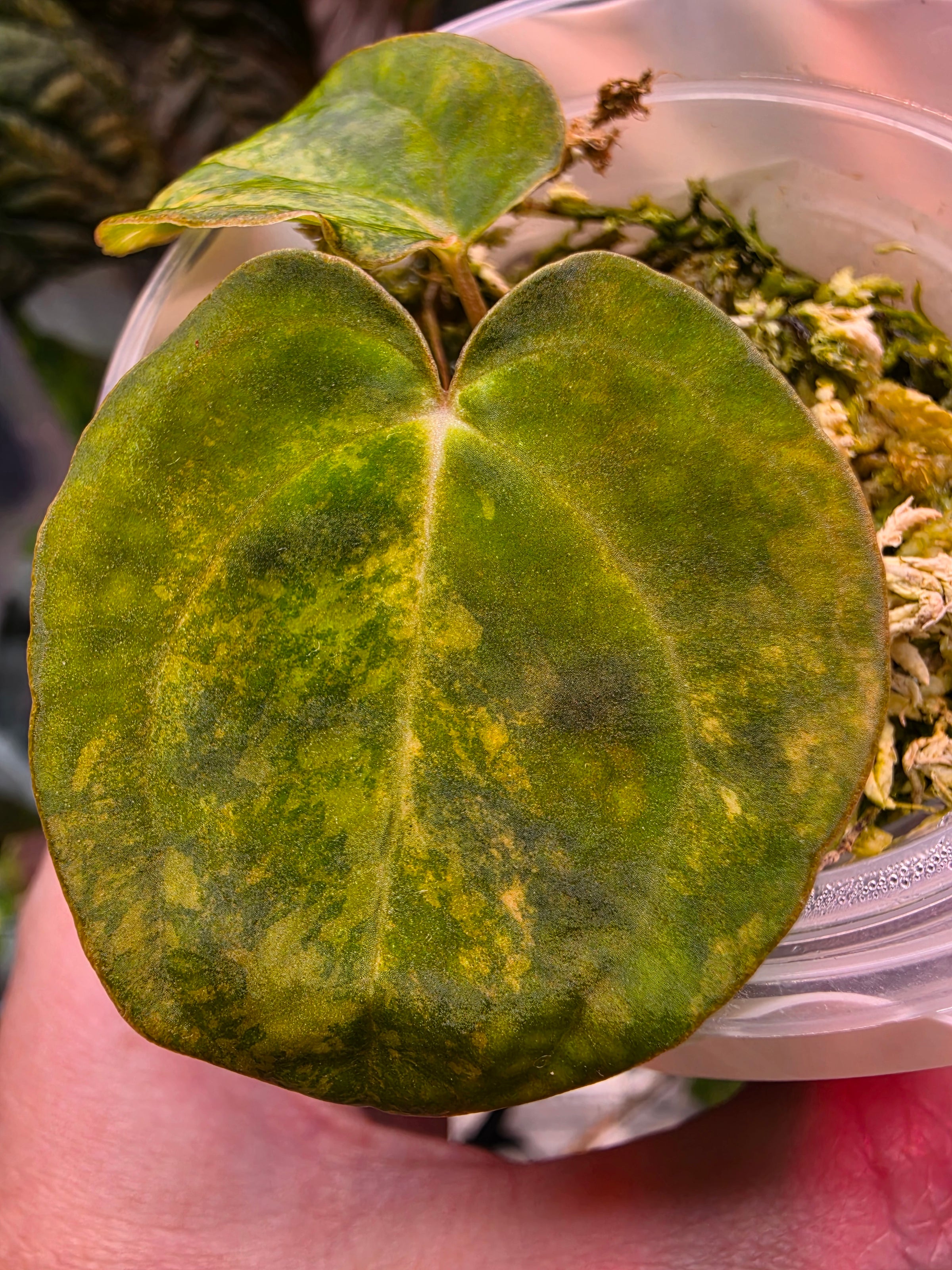 Anthurium Papillilaminum x Carlablackiae clone — Highly Variegated