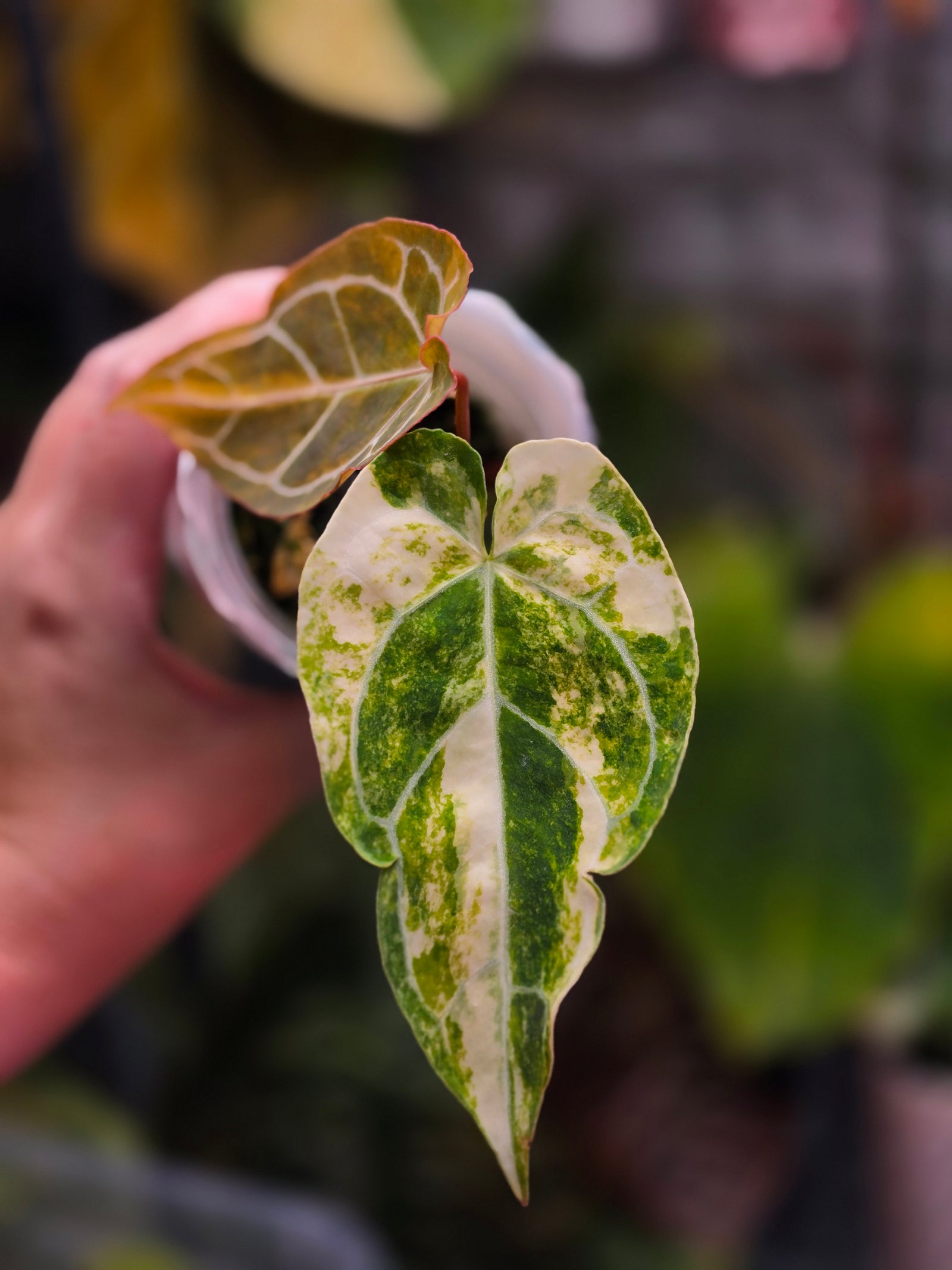 Anthurium (Crystallinum x Angela) x (Forgetii x Crystallinum) Clone | Velvet Collector Hybrid
