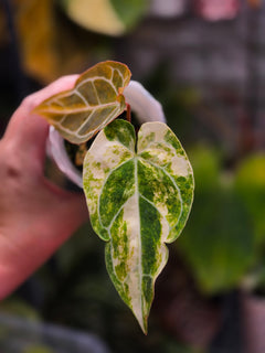 Anthurium (Crystallinum x Angela) x (Forgetii x Crystallinum) Clone | Velvet Collector Hybrid