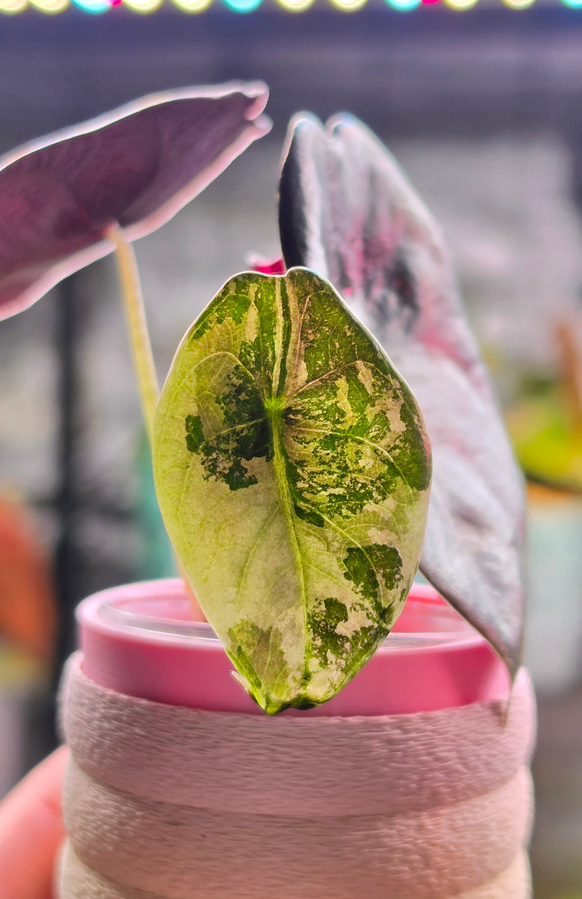 Alocasia Sedenii Pink