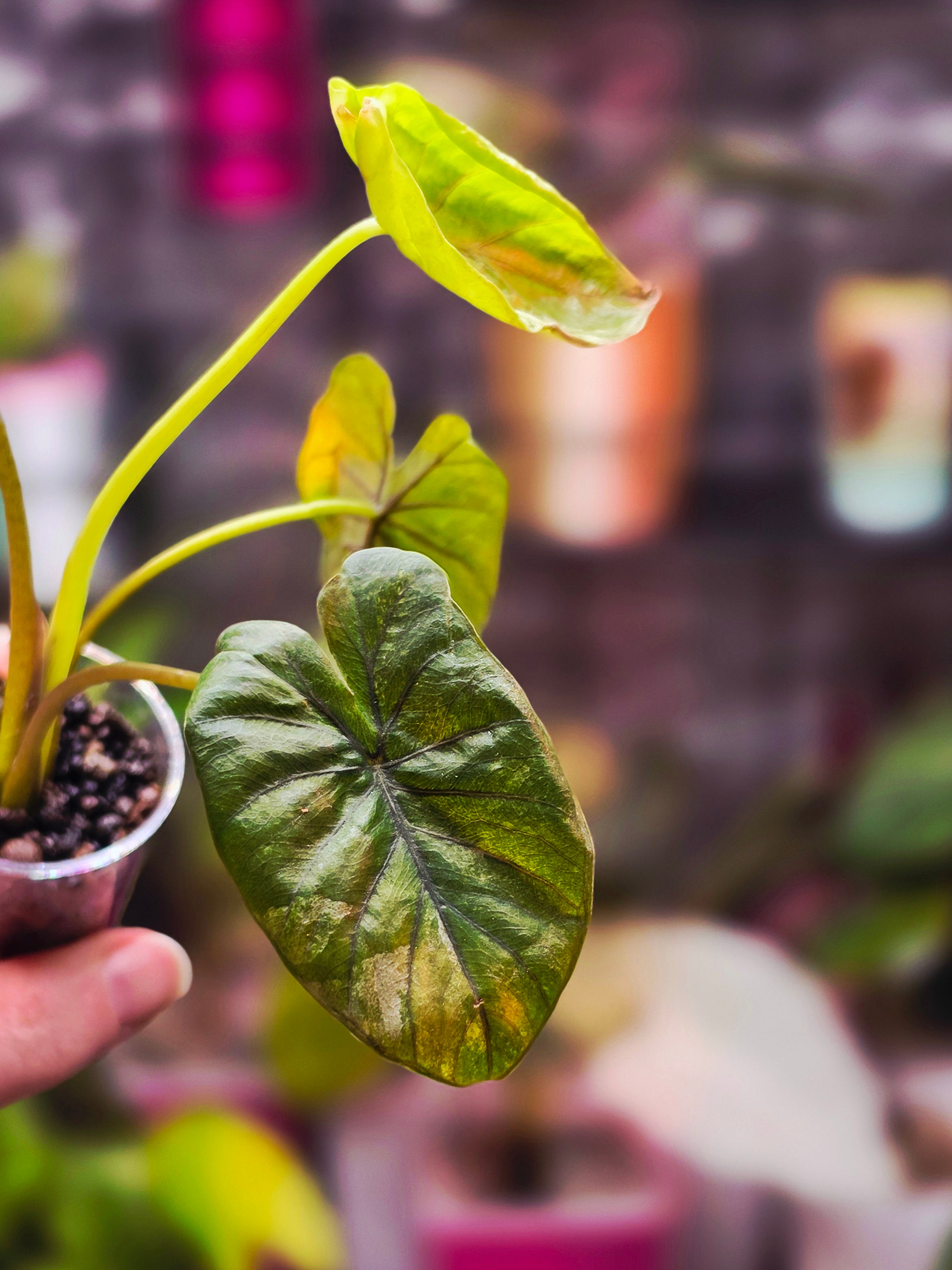 Alocasia Serendipity Gold Variegated | Rare Collector Alocasia Plant #1