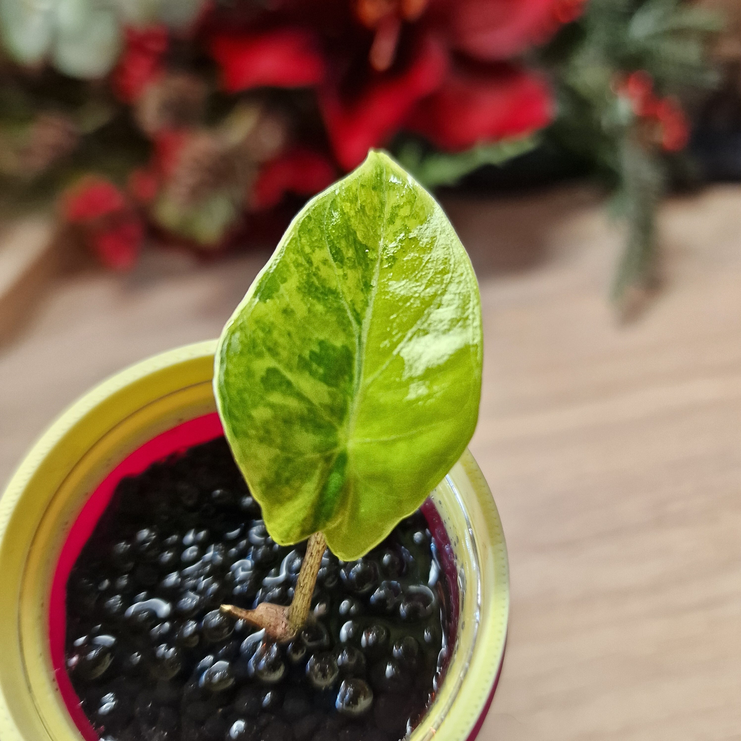 Alocasia Portodora aurea