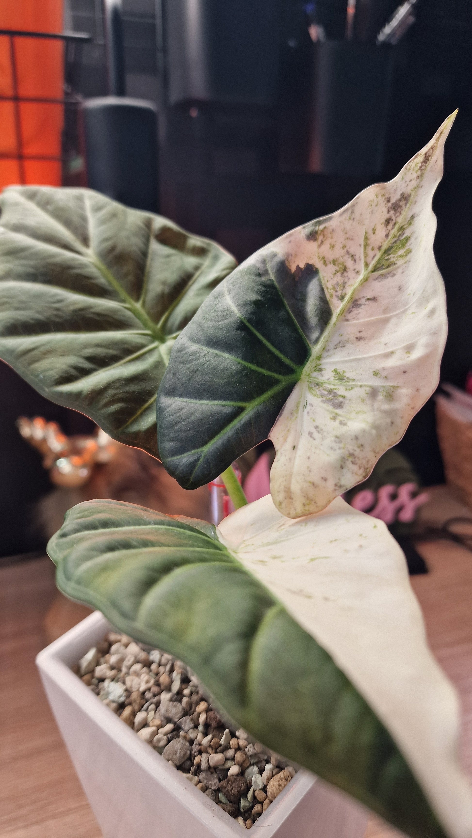 Alocasia Regal Shield albo Corm