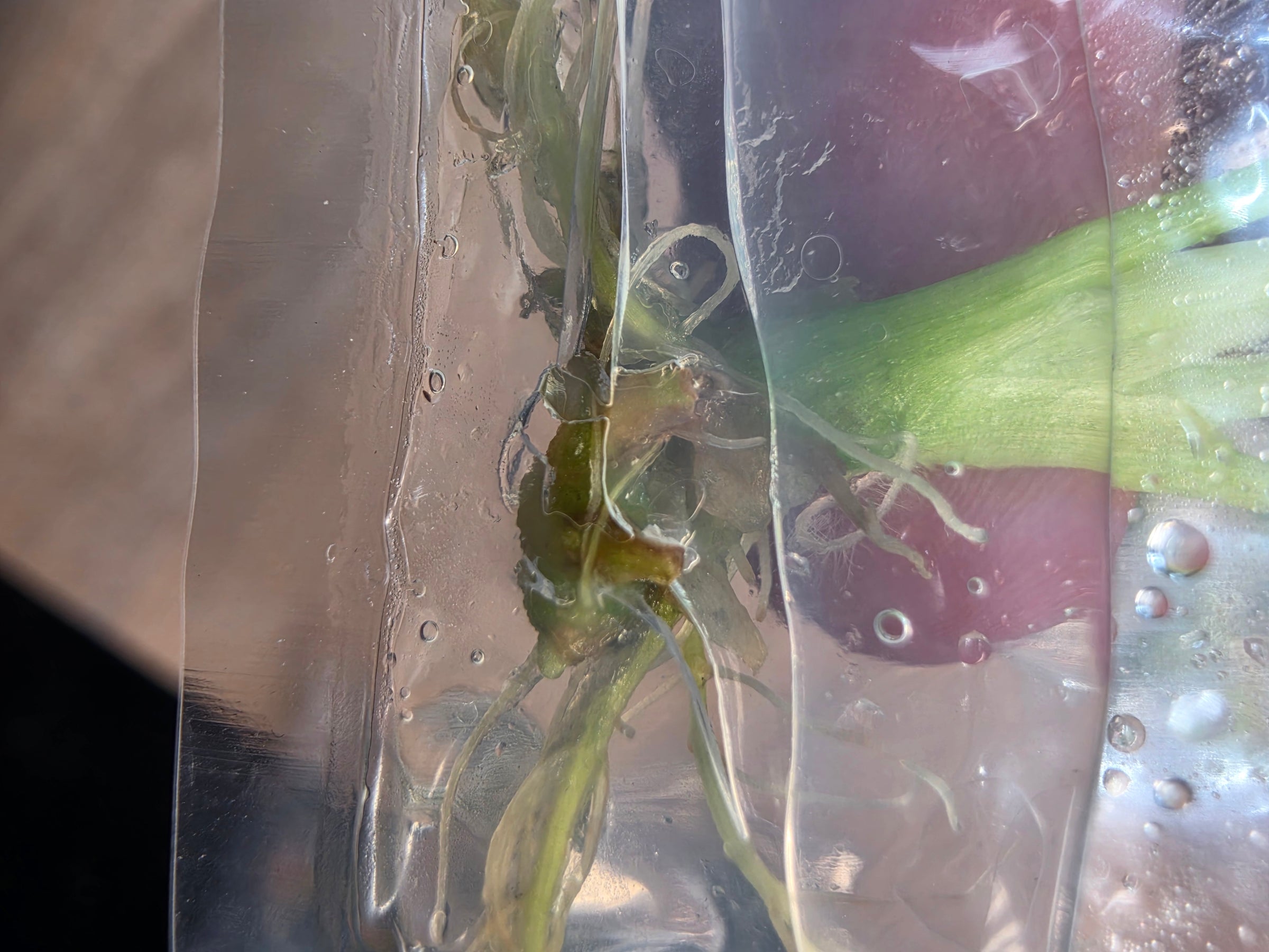 Alocasia Venusta Aurea TC in Bag | Rare Yellow Variegated Alocasia