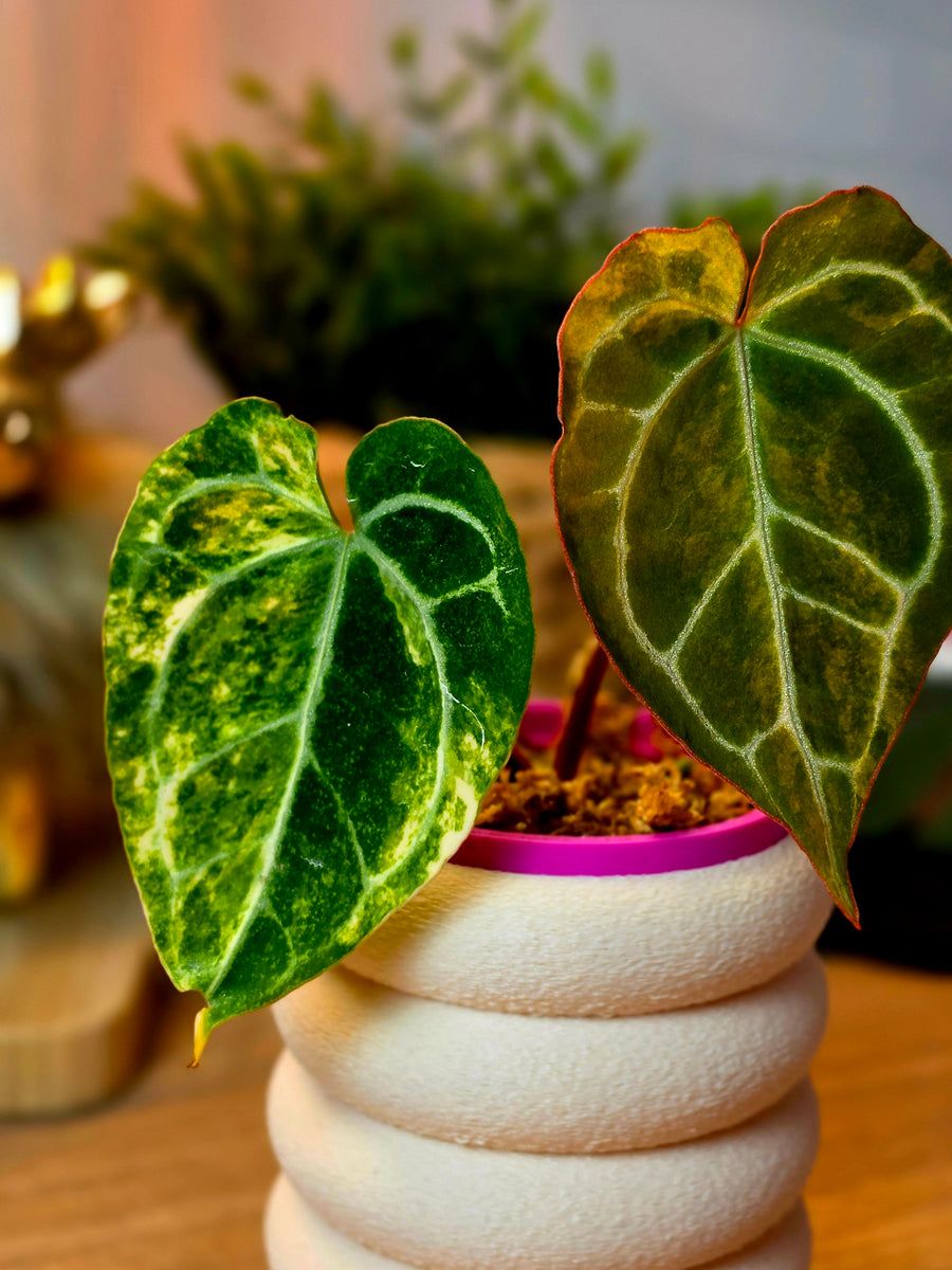 Anthurium (Red Crystallinum × Self) × Michelle | High Variegated Clone