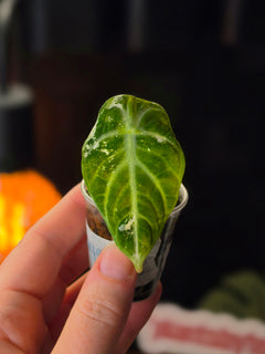 Alocasia Ninja Albo | Variegated Collector Plant