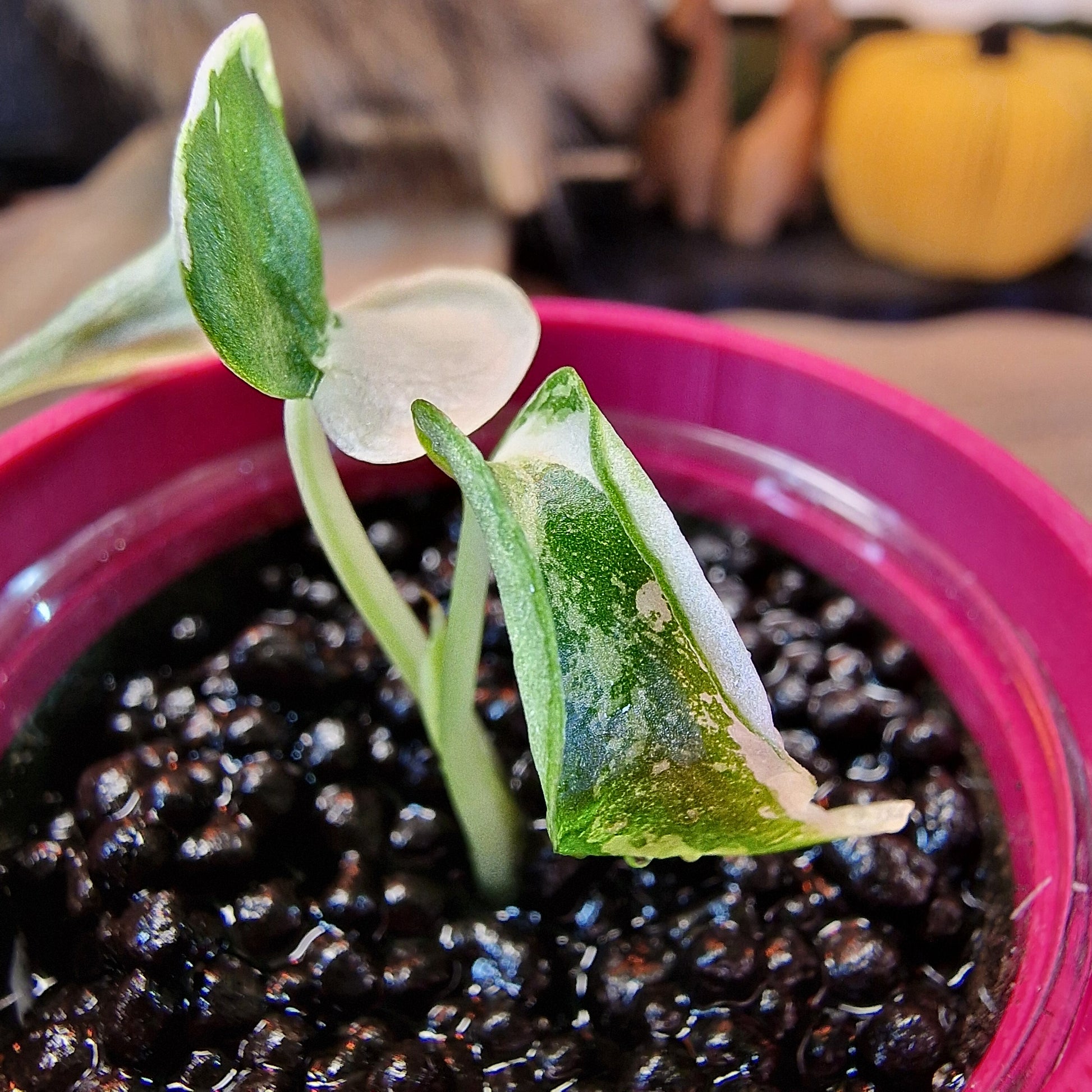 Alocasia Silver Dragon albo