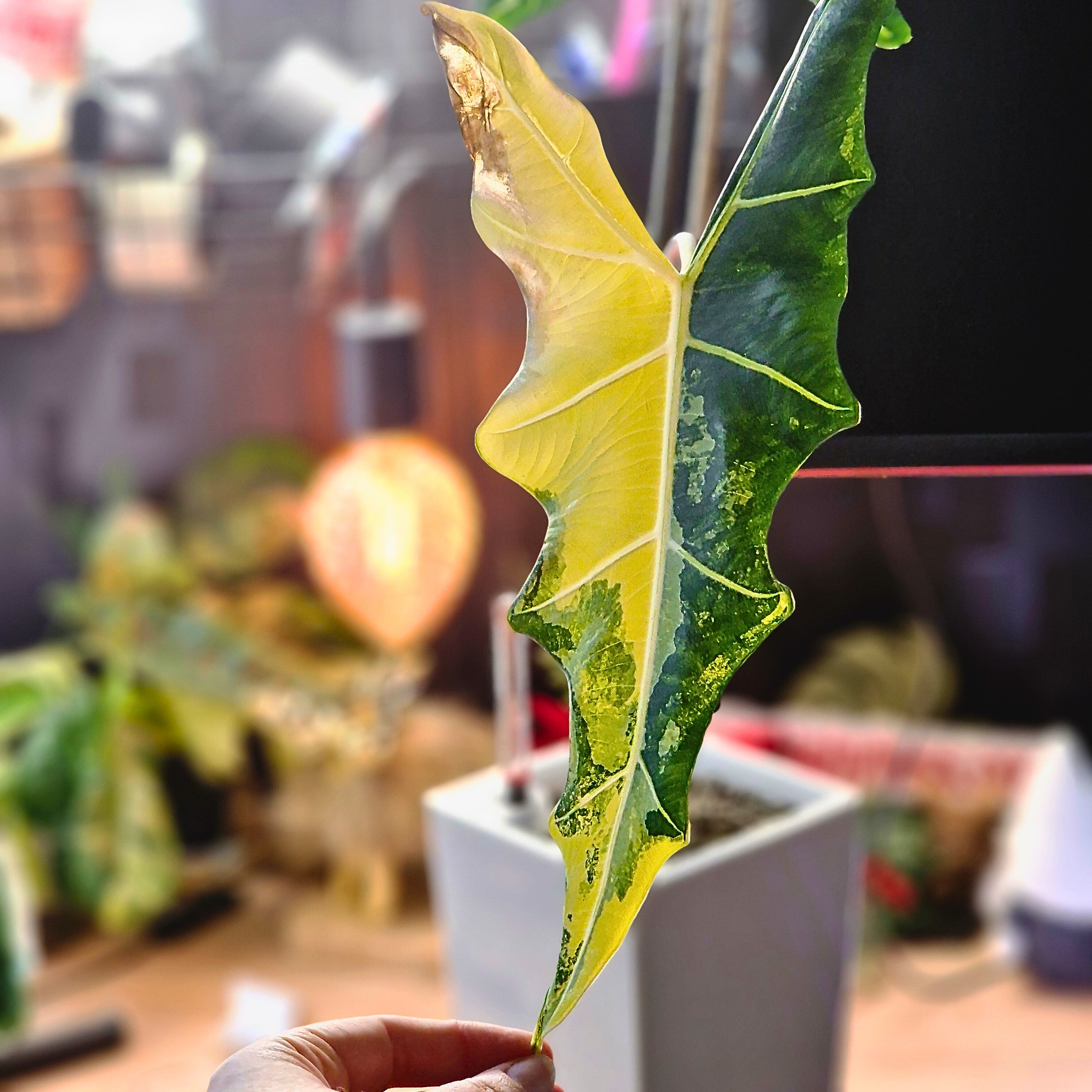 Alocasia Sarian aurea corm