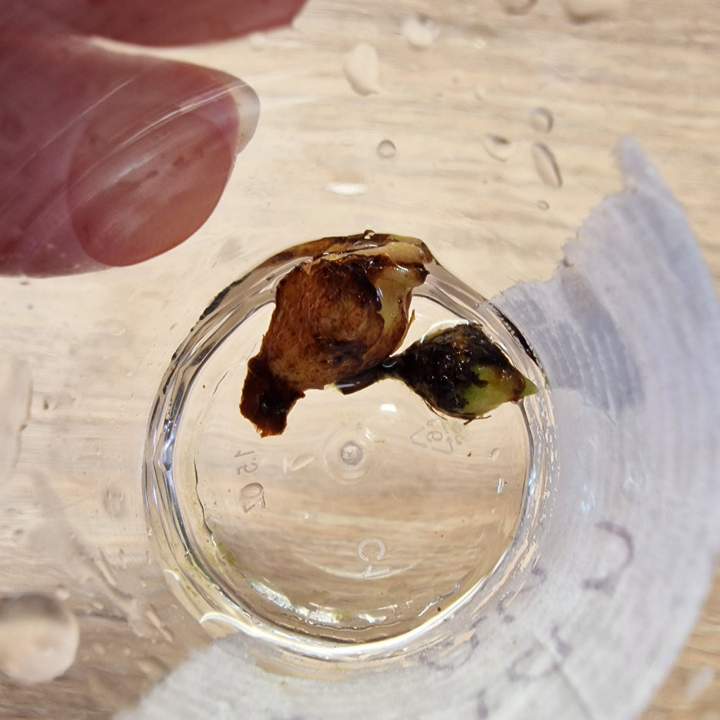 Alocasia Sarian aurea corm