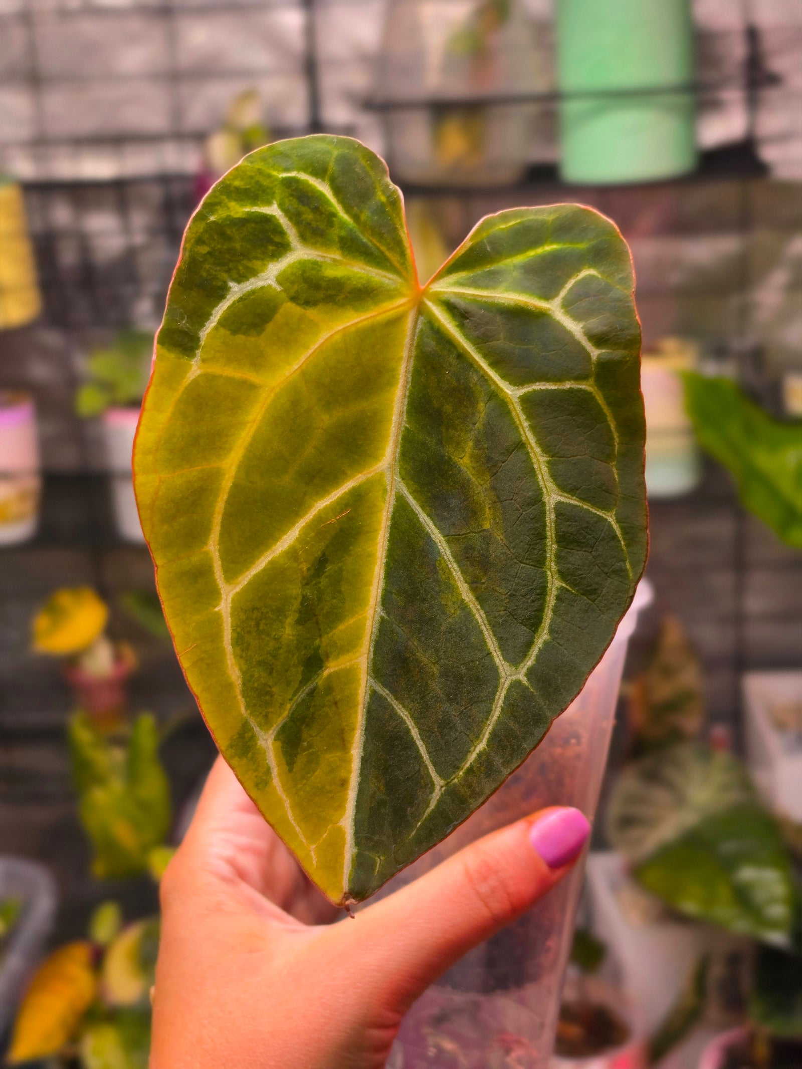 Anthurium (Red Crystallinum × Self) × Michelle | Variegated Top Cut Collector Plant