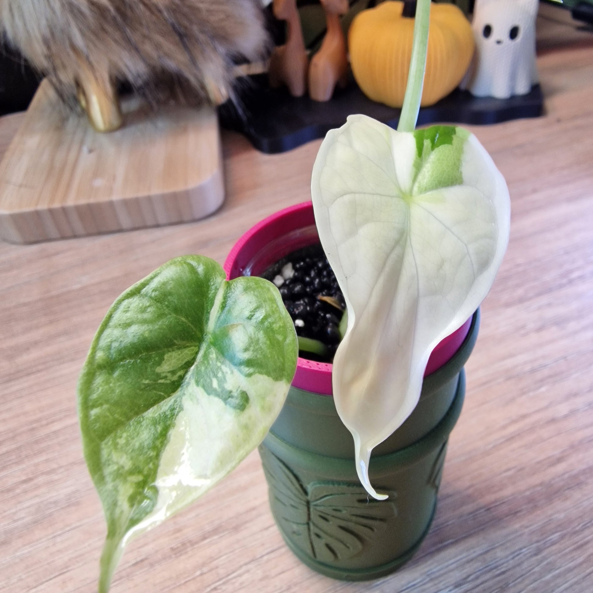 Alocasia Dragon Scale albo