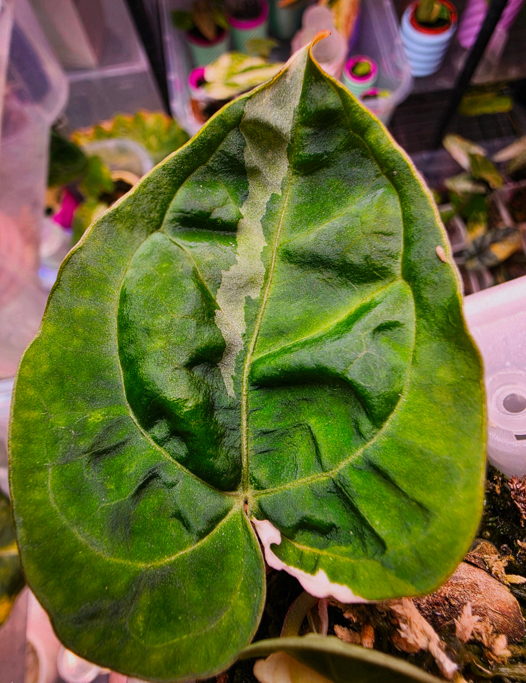 Anthurium 'Darkest Panama' (Goliath) | Variegated