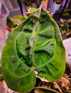 Anthurium 'Darkest Panama' (Goliath) | Variegated