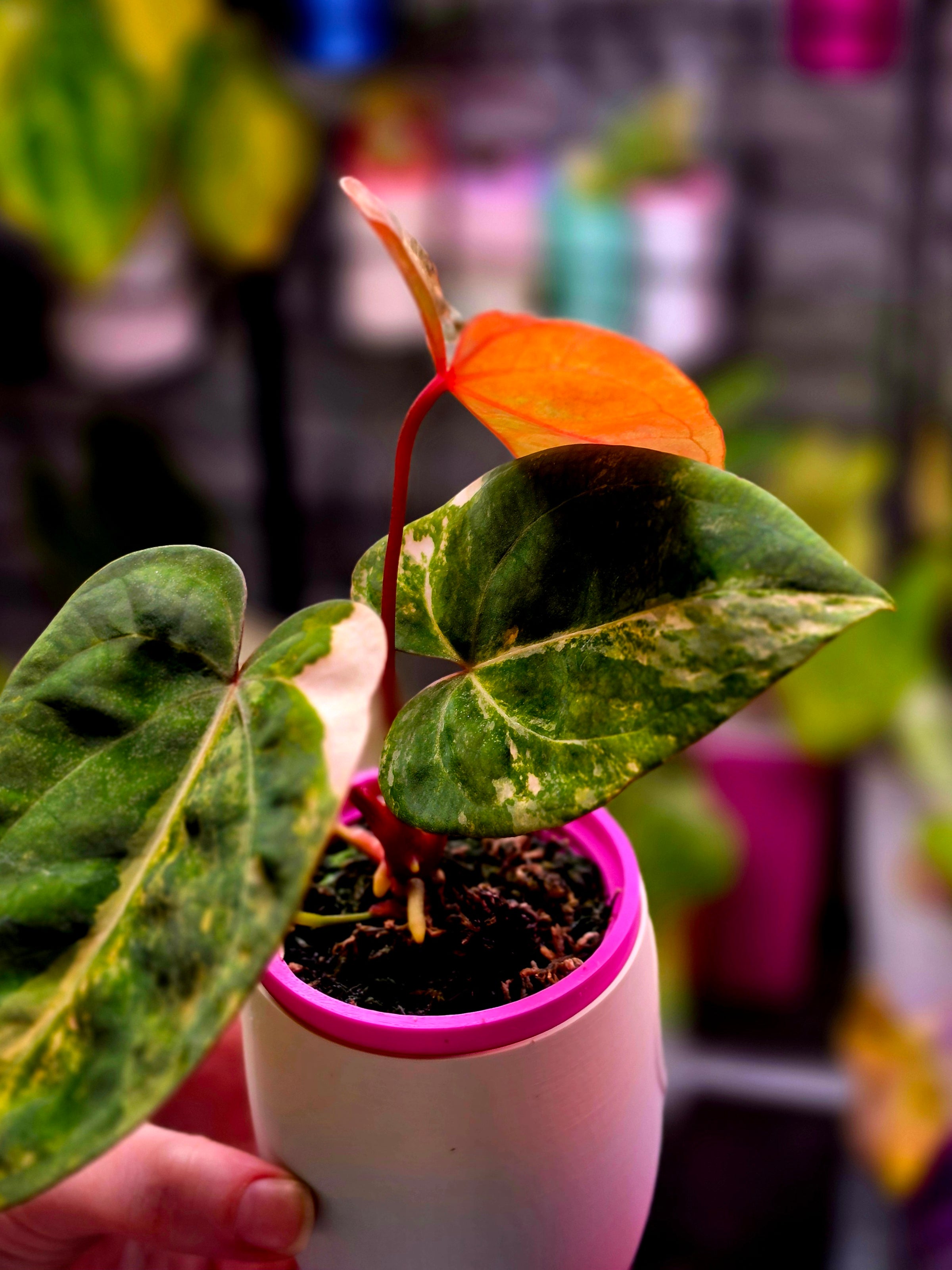Anthurium Dressleri × X-Ray Mutated | Velvet Collector Hybrid