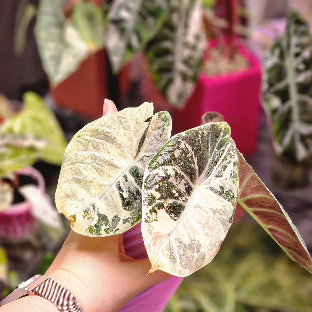 Alocasia Ninja Albo / Pink corm