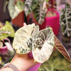 Alocasia Ninja Albo / Pink corm