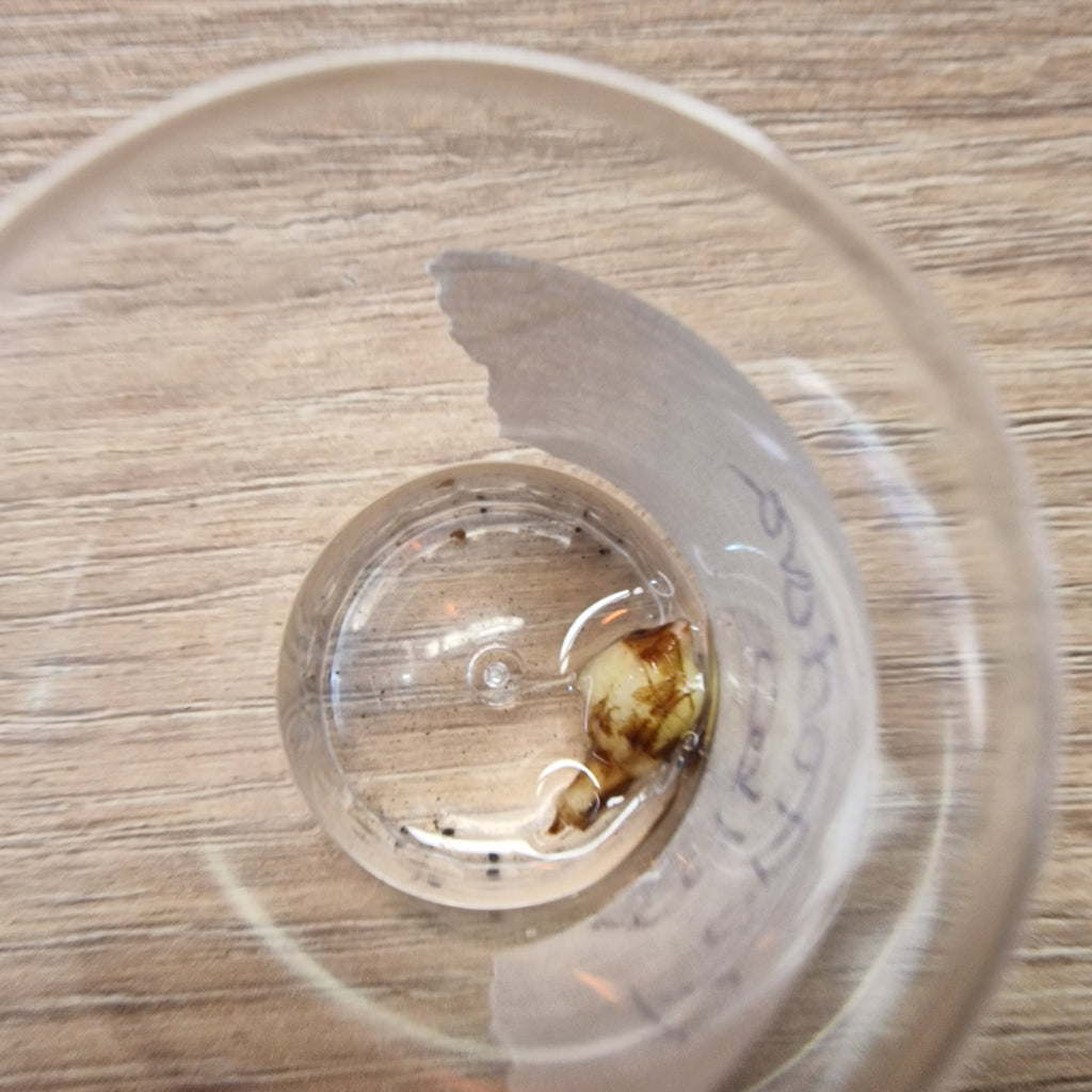 Alocasia Portodora albo corm