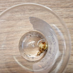 Alocasia Portodora albo corm