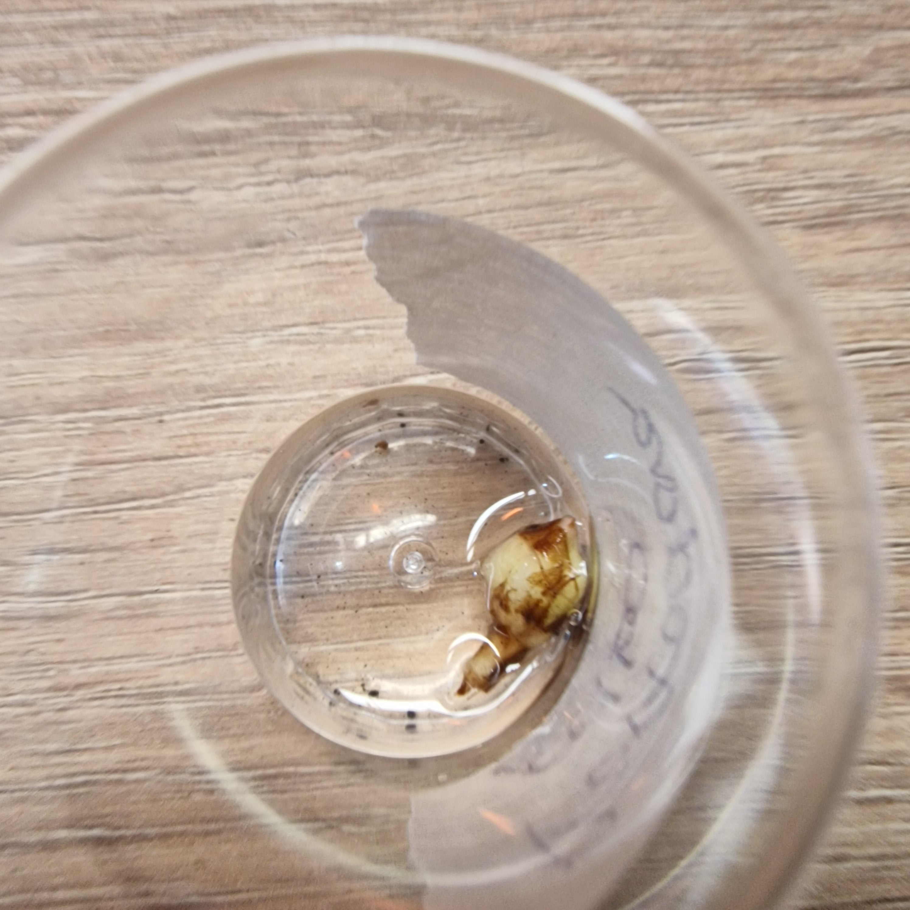 Alocasia Portodora albo corm