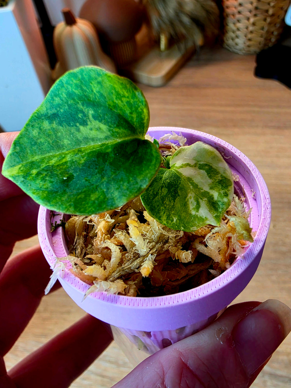 Anthurium (Papillilaminum × Crystallinum) × Portillae Open — Variegated Seedling #4